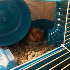 Mesocricetus auratus