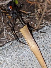 Latrodectus