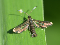 Synanthedon hela