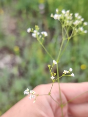 Galium octonarium
