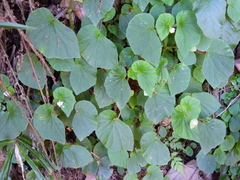 Begonia hirtella