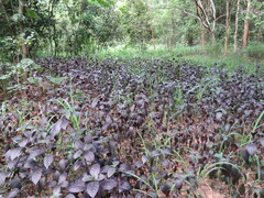 Alternanthera brasiliana