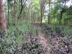 Alternanthera brasiliana