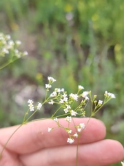 Galium octonarium