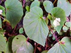 Begonia hirtella