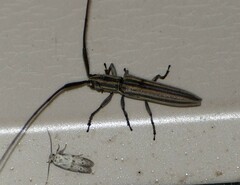 Hippopsis lemniscata