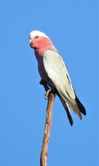 Eolophus roseicapilla