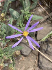 Eucephalus ledophyllus