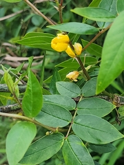 Senna sophera