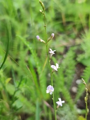 Astragalus austriacus