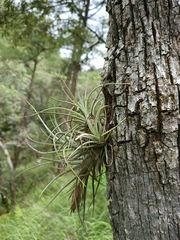 Tillandsia erubescens