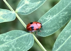 Cryptocephalinae