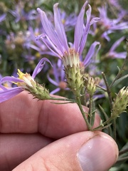 Eucephalus ledophyllus