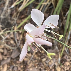 Oenothera suffulta