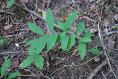 Uvularia sessilifolia