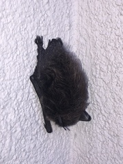 Myotis