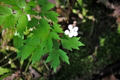 Actaea rubra neglecta