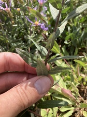 Eucephalus ledophyllus