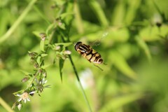 Helophilus fasciatus