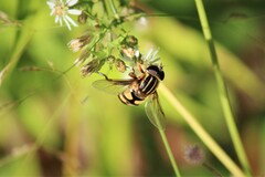 Helophilus fasciatus