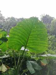Xanthosoma robustum