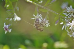 Eristalis dimidiata