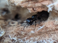 Crossocerus