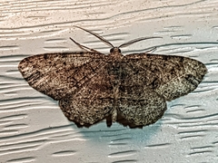 Melanolophia canadaria
