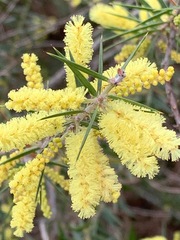 Acacia oxycedrus
