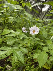 Solanum stoloniferum