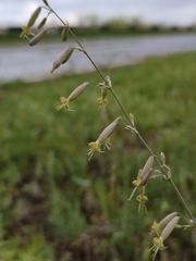 Silene chlorantha