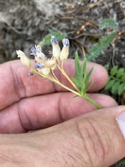 Polemonium
