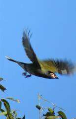 Sphecotheres vieilloti