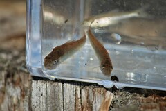 Catostomus commersonii