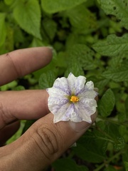 Solanum stoloniferum