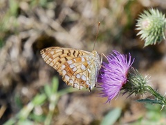 Argynnis adippe