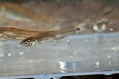 Notropis hudsonius