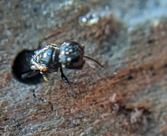 Crossocerus