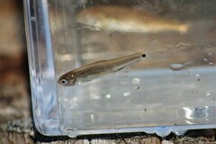 Notropis hudsonius
