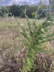 Oenothera filiformis