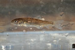 Catostomus commersonii