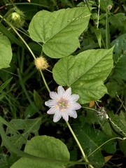 Passiflora foetida