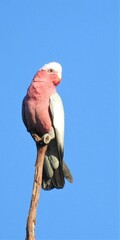 Eolophus roseicapilla