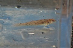 Etheostoma nigrum