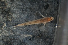 Etheostoma nigrum