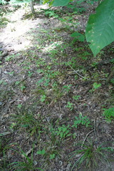 Uvularia sessilifolia