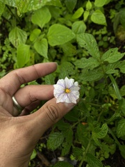 Solanum stoloniferum