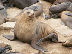 Arctocephalus pusillus pusillus