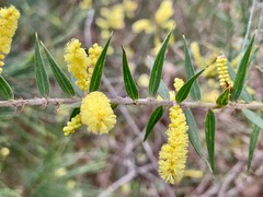 Acacia oxycedrus