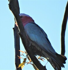 Eolophus roseicapilla